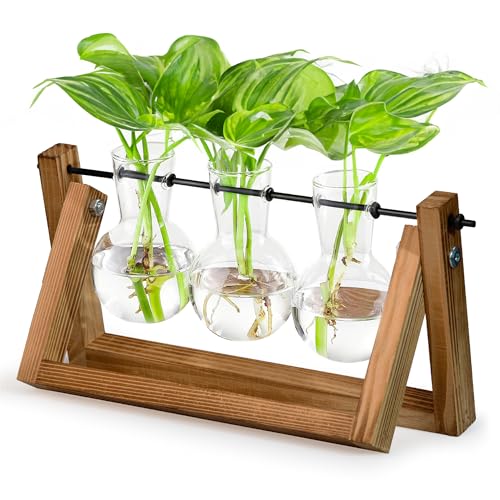 3 Bulb Glass Propagation Station with Wooden Stand