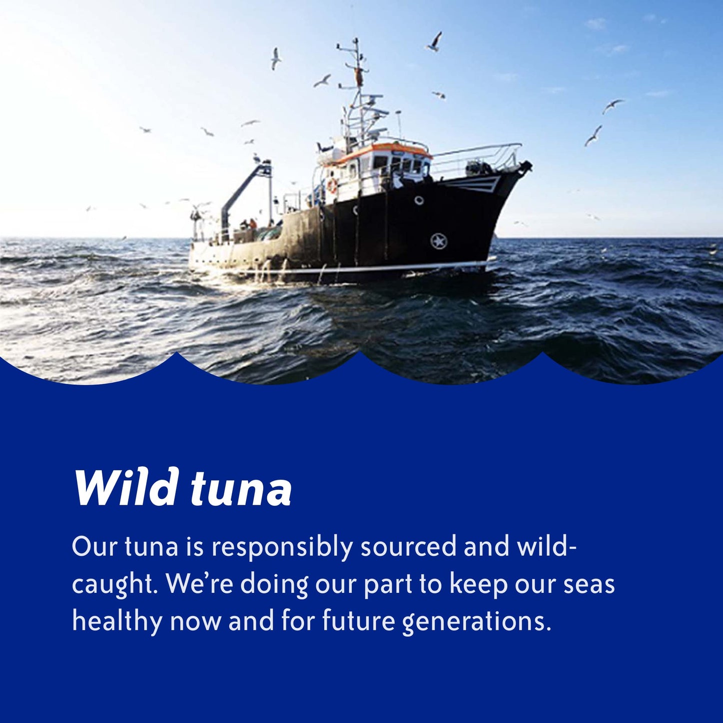 Chicken of the Sea Chunk Light Tuna, 24 Cans