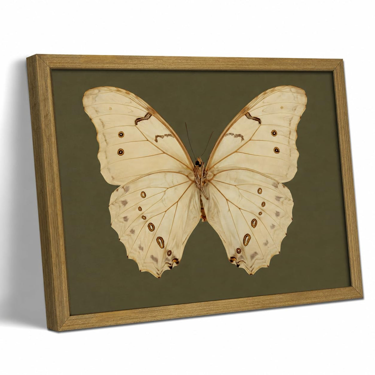 Vintage Butterfly and Moth Canvas Wall Art Prints