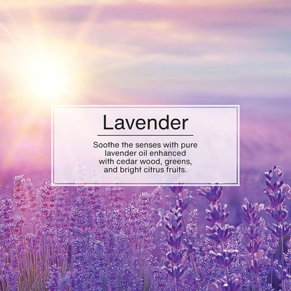 LITTLE TREES Lavender Car Air Fresheners - 24 Pack